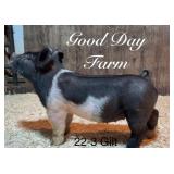 Good Day  Farm:  XG 22-3