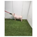 Square Mile Showpigs:  CG 12-4