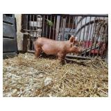 Larry Smith Showpigs:  TM 3-10