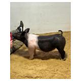 BP Showpigs:  XG 1-3