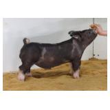 King Showstock:  BB Crypt