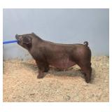 Pierson Shopigs:  DB 56-2