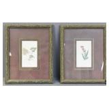 Framed Botanical Prints  2pc
