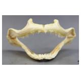 Shark Jawbone