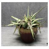 Live Aloe Vera Plant in Resin Pot