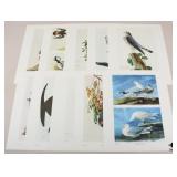 John J. Audubon Prints-1966 / 10 pc