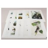John J. Audubon Prints-1966 / 10 pc