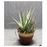 Live Aloe Vera Plant in Resin Pot