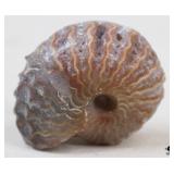 Ammonite Fossil