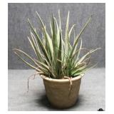 Live Aloe Vera Plant in Resin Pot