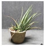Live Aloe Vera Plant in Resin Pot