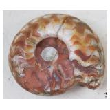 Ammonite Fossil