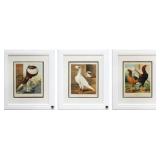 Avian Chromolithographs from Cassell