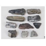 Petrified Wood Specimens