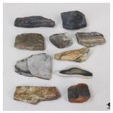 Petrified Wood Specimens