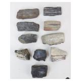 Petrified Wood Specimens