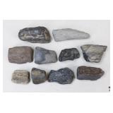 Petrified Wood Specimens