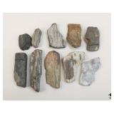 Petrified Wood Specimens