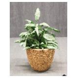 Artificial Plant in Basket