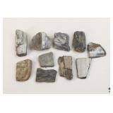 Petrified Wood Specimens