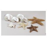Starfish & Seashells / 7 Pc