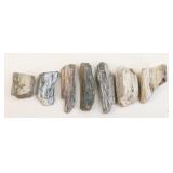 Petrified Wood Specimens
