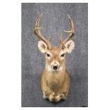 Deer Mount