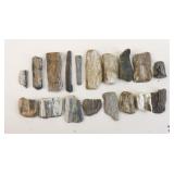 Petrified Wood Specimens
