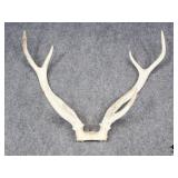 Antlers