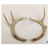 Antlers / 2 Pc