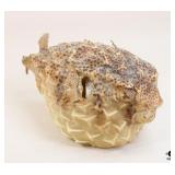 Taxidermy Puffer Fish