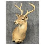 Deer Mount