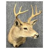 Deer Mount