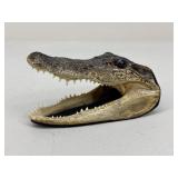 Taxidermy Alligator Head