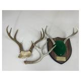 Antlers / 5 pc