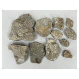 Fossiliferous Limestone Specimens / 11 pc