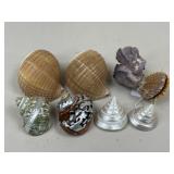 Decorative Shells / 7 pc
