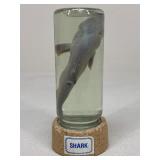 Shark Wet Specimen