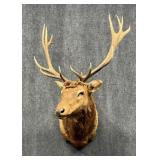 Large Elk Mount