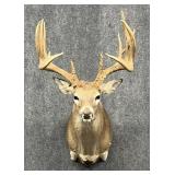 Deer Mount