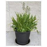 Resin Planter w / Potted Plant