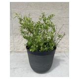 Resin Planter w / Potted Plant