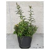 Resin Planter w / Potted Plant