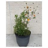 Resin Planter w / Potted Plant
