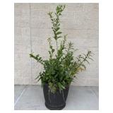 Resin Planter w / Potted Plant