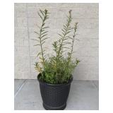 Resin Planter w / Potted Plant