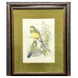Harpactes Reinwardti Hand colored Reproduction