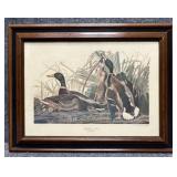 Audubon Mallard Duck Print
