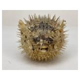 Preserved Puffer Fish