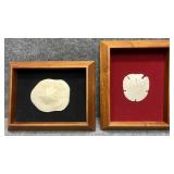 2/PC Genuine Sand Dollars Mounted in Frame